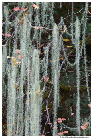 Stringy Moss, Dosewallips River, Brinnon, Olympic National Park, Washington State, Winter 2015
