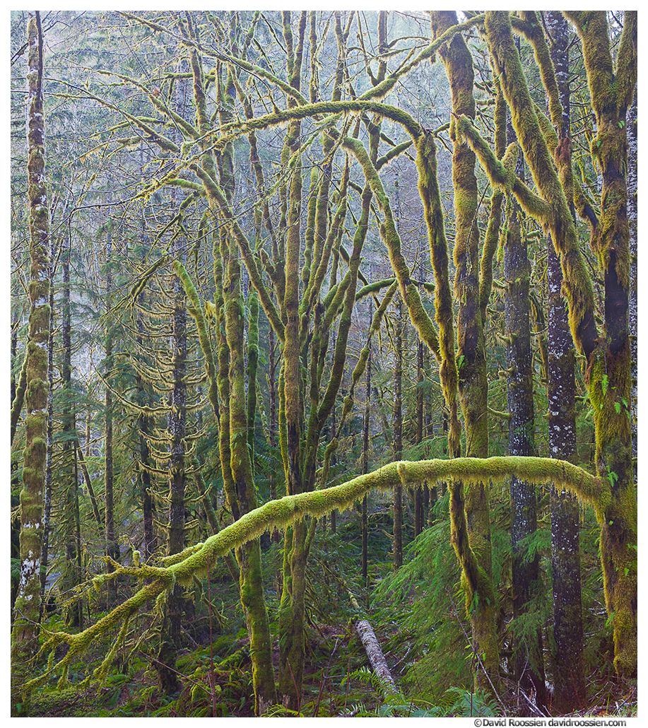 Winter Green, Skokomish Forest, Olympic Mountains, Washington State, Winter 2016