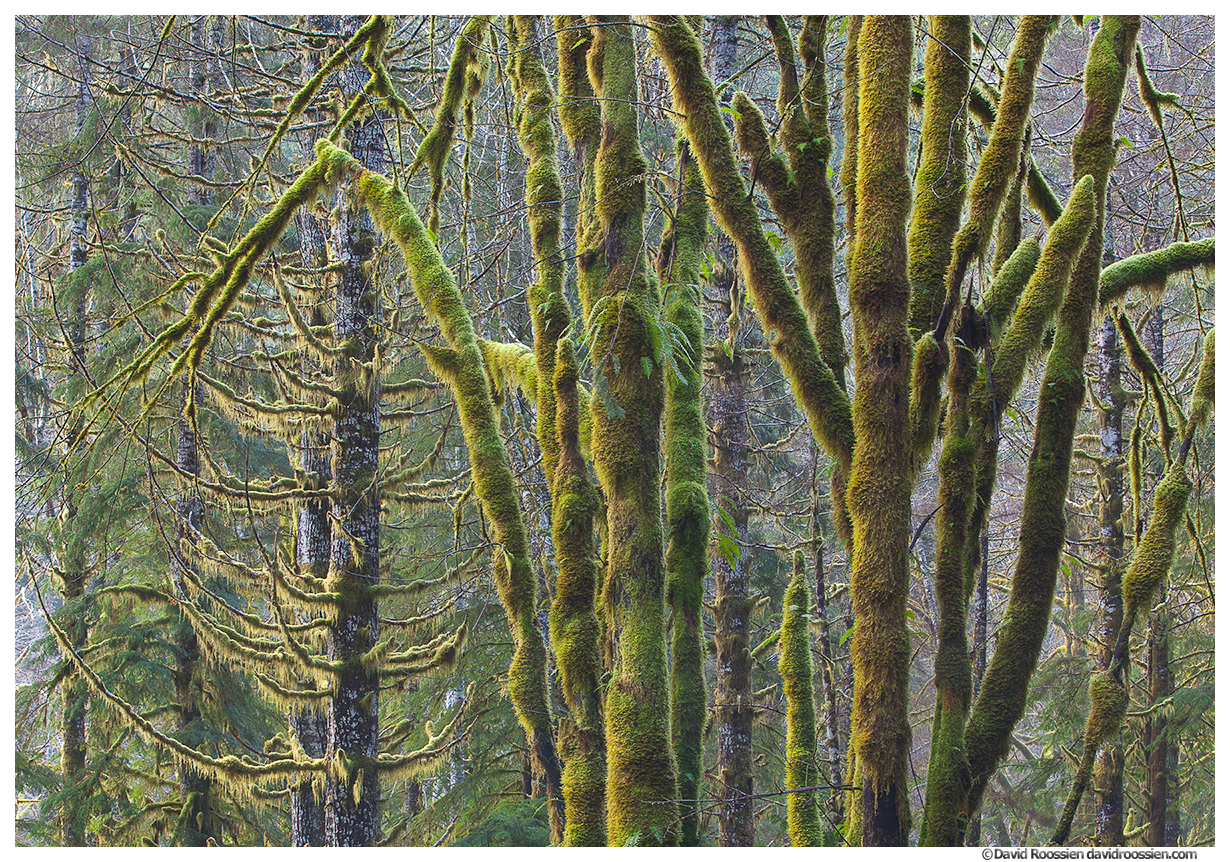 Skokomish Forest, Olympic Mountains, Washington State, Winter 2016
