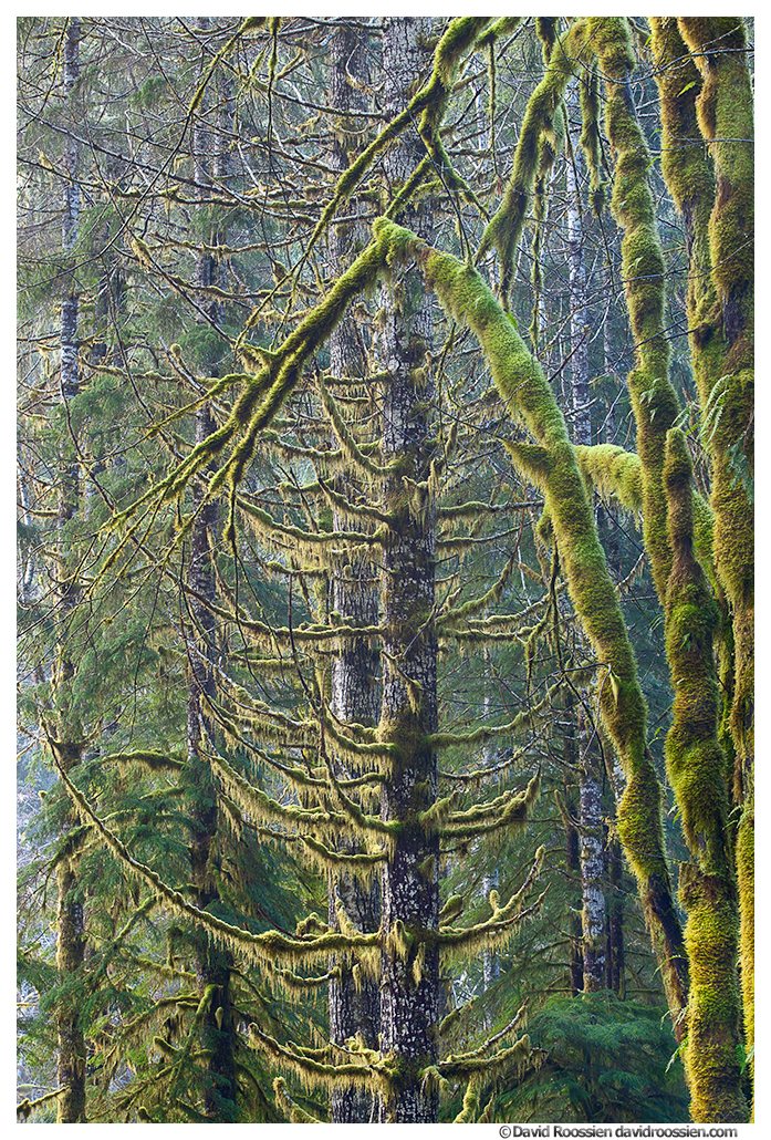 Mossy Growth, Skokomish Forest, Olympic Mountains, Washington State, Winter 2016