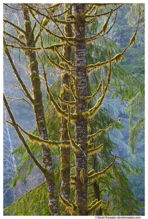Uplifted Branches, Skokomish Forest, Olympic Mountains, Washington State, Winter 2016