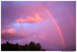 Bald Eagle and Rainbow, Lake Sammamish State Park, Washington State, Summer 2016