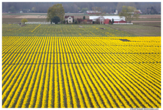 Daffodil Farm, Mount Vernon, Washington State, Spring 2017