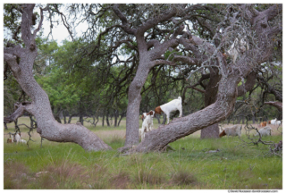 Kid Goats In Tree Bang Heads, Texas Hill Country