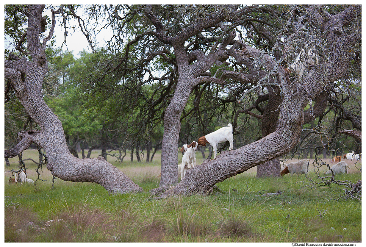 Kid Goats In Tree Bang Heads, Texas Hill Country