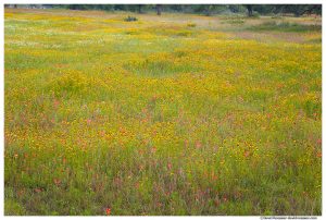 Field of Flowers, Cemetery, Marble Falls, Texas Hill Country, Spring 2017
