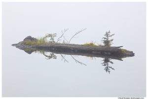 Levitating Log in the Clouds, Lake Twenty Two, North Cascades Mountain Loop Highway, Spring 2017