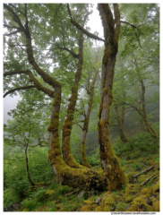 Fog in the Trees, Lake Twenty-Two, Mountain Loop Highway, Washington State