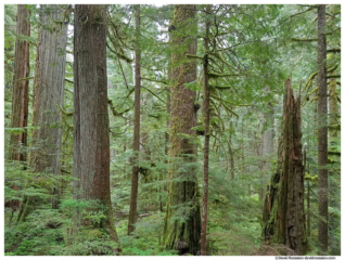 Trees, Lake Twenty-Two, Mountain Loop Highway, Washington State