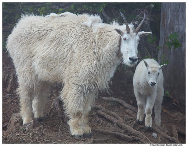 Mountain Goat Nanny & Kid, Mount Ellinor, Olympic National Park, Hoodsport, Washington, Summer 2017