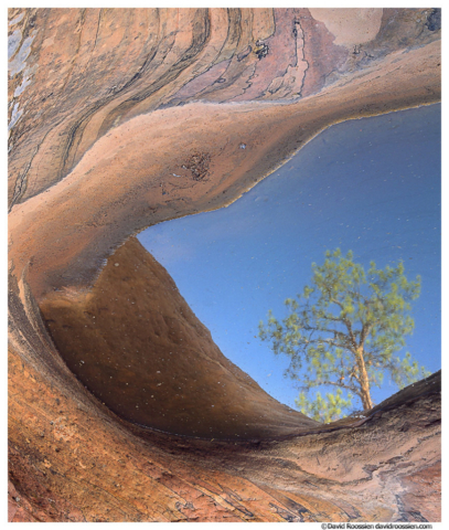 Reflection in Sandstone Pool, Zion National Park, Utah
