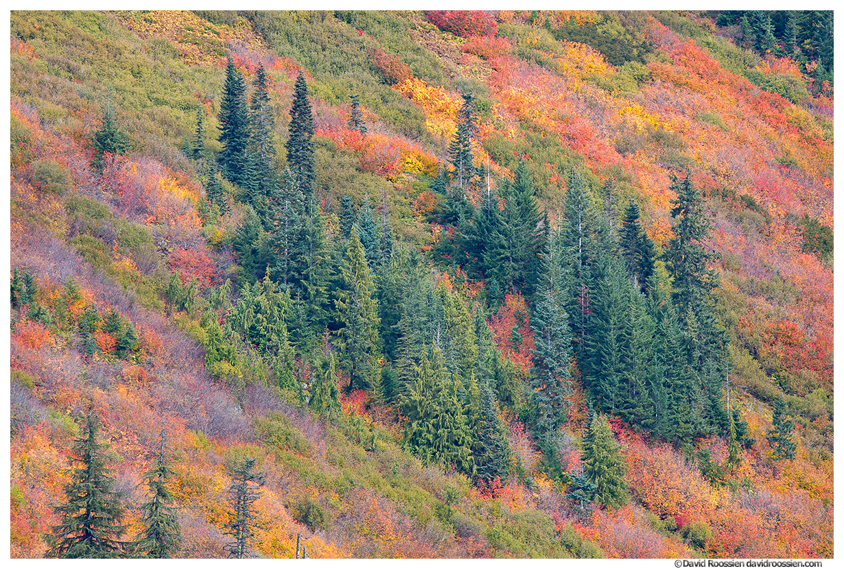 Fall Colors, Stevens Pass, Washington State