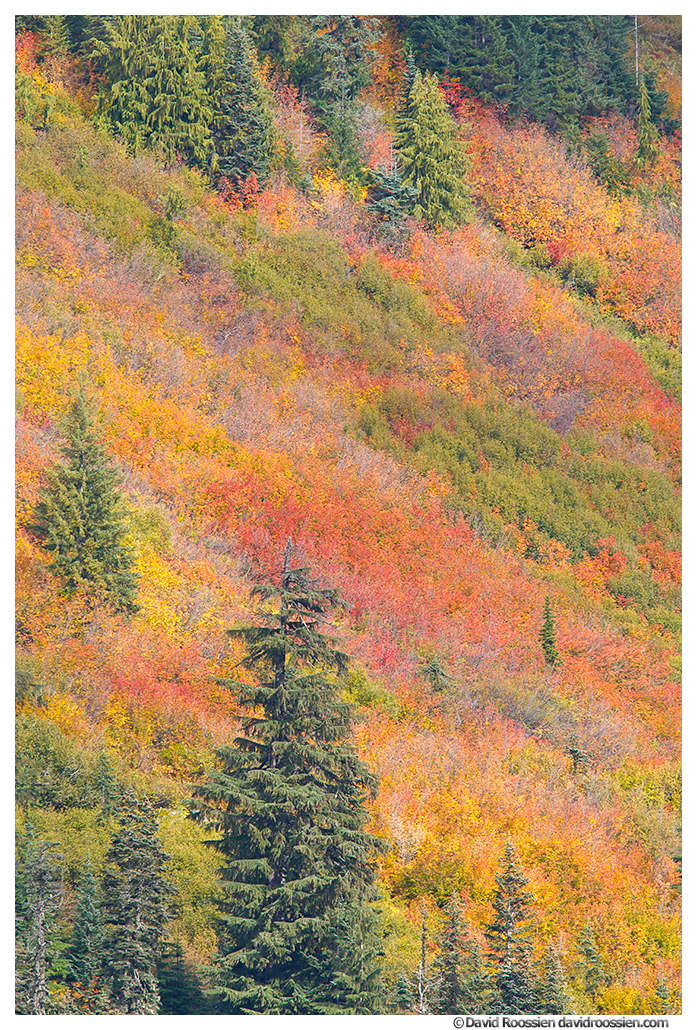 Mountain Heather, Fall Colors, Stevens Pass, Washington State