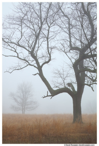 Trees and Foggy Field, Ottawa County, Michigan