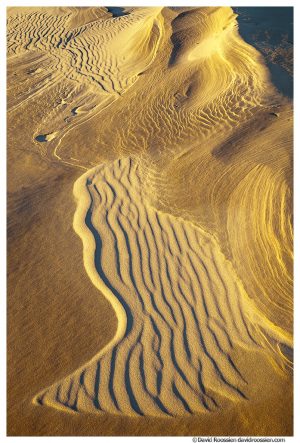 Dune Top Detail, Oceana County, Michigan