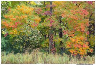 Fall Colors, Walker, Michigan