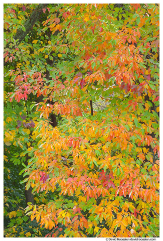 Sassafras Leaves in Fall, Walker, Michigan