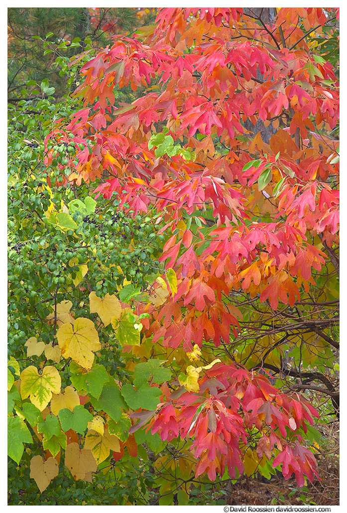 Sassafras Leaves and Grapes in Fall, Walker, Michigan