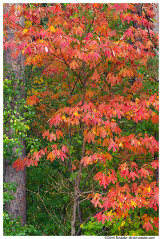 Young Sassafras Tree in Fall, Walker, Michigan