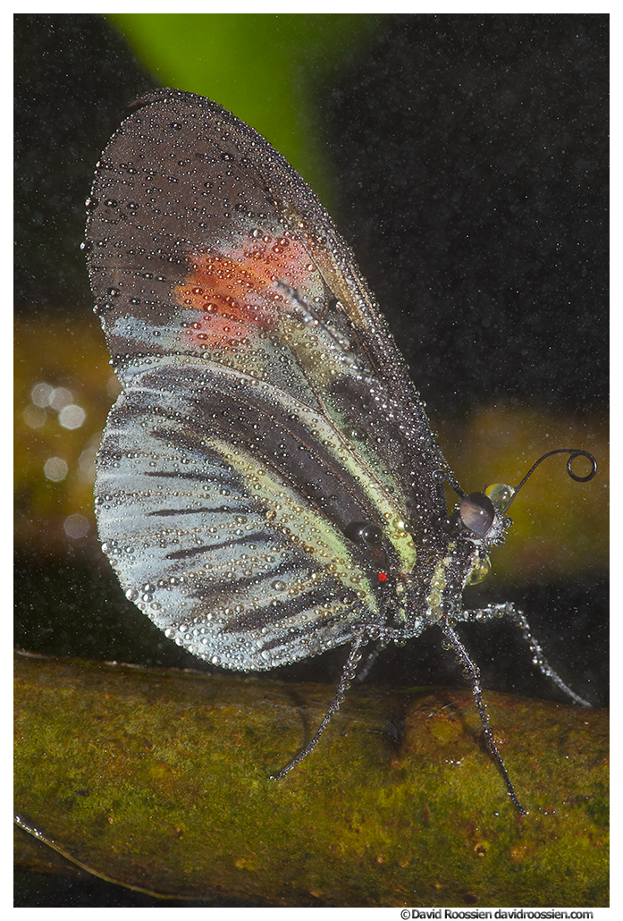 Postman Butterfly, Butterfly World, Coconut Creek, Florida