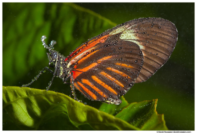 Postman Butterfly, Butterfly World, Coconut Creek, Florida
