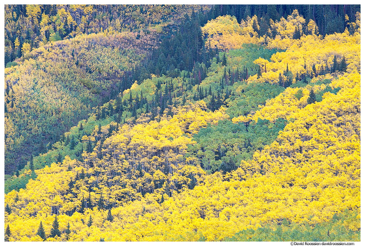 Green and Gold Aspens, Aspen, Colorado