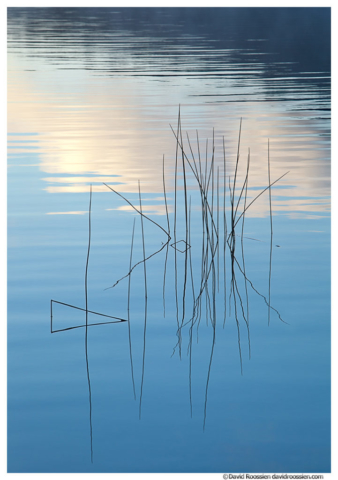 Blue Reeds, Bubble Pond, Acadia National Park, Maine