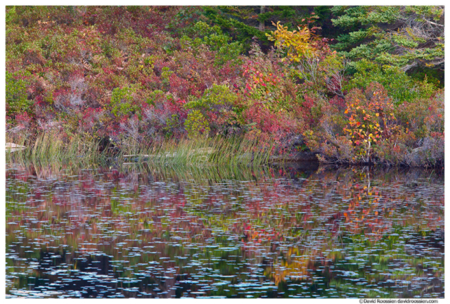 Ground Cover Reflection, Witches Hole Pond, Acadia National Park, Maine