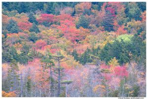 Fall Colors, Upper Hadlock Pond, Acadia National Park, Maine