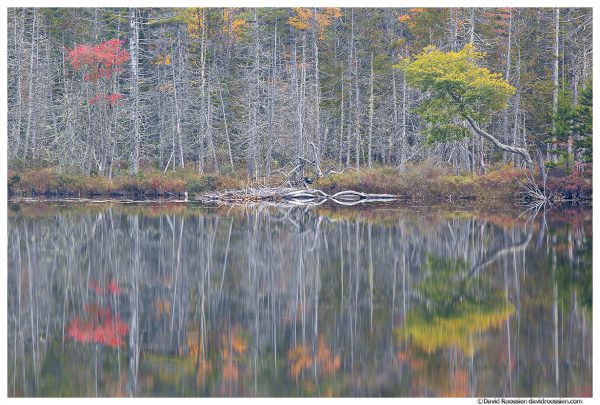 Barren Reflection, Upper Hadlock Pond, Acadia National Park, Maine