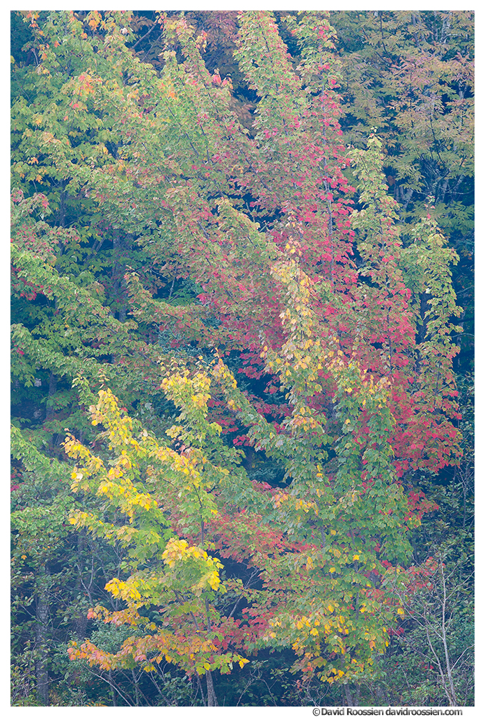 Fall Foliage, Acadia National Park, Maine
