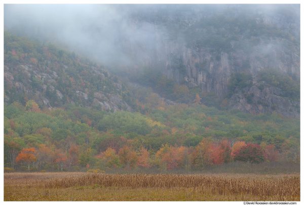 Fall Colors Below Foggy Precipice, Acadia National Park, Maine