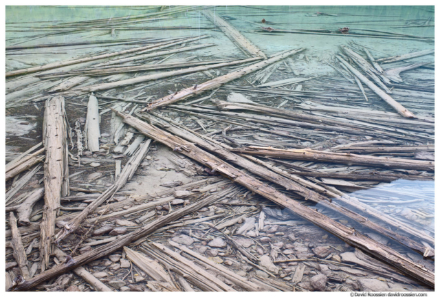 Submerged Logs, Avalanche Lake Bottom, Glacier National Park, Montana