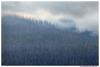 Burned Trees in Fog, Lake McDonald, Glacier National Park, Montana