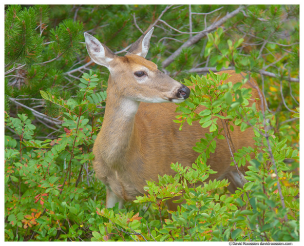 Deer, Many Glacier, Glacier National Park, Montana