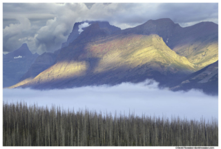 Storm Light, Wildfire Scorched Trees, Valley of Fog, Saint Mary, Glacier National Park, Montana