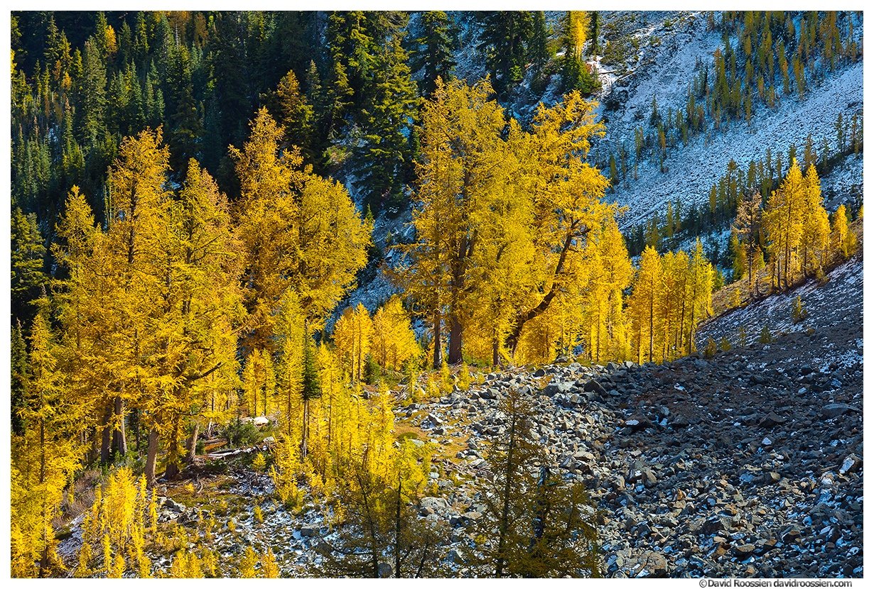 Golden Larches and Talus Slope, Carne Mountain, Trinity, Washington