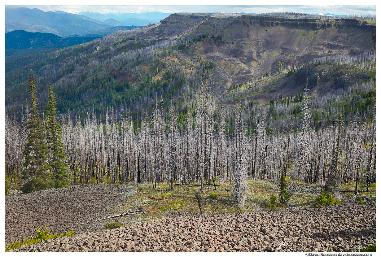 Survivors and Scorched Trees, Lion Rock, Table Mountain, Liberty, Washington State