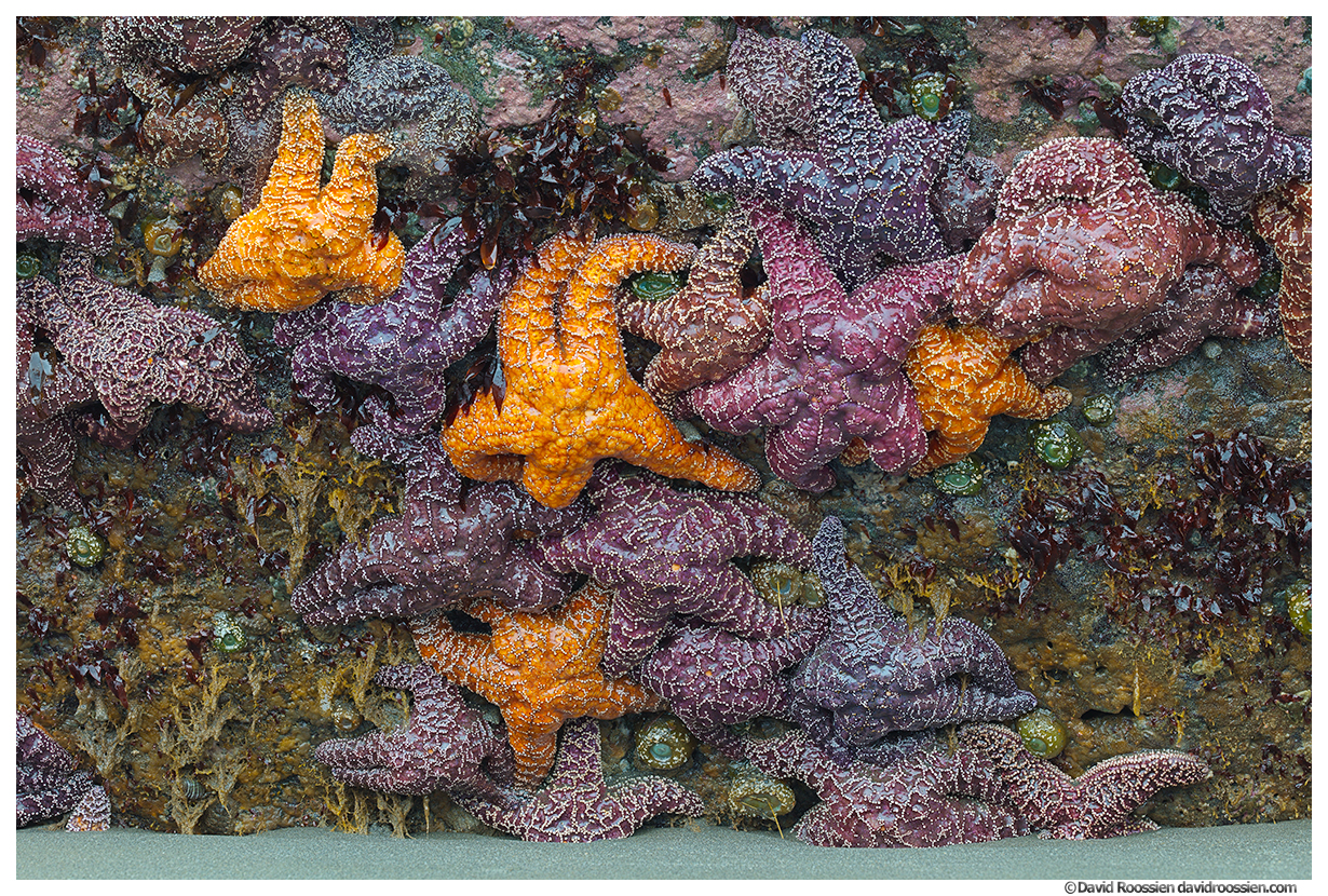 Cluster of Starfish, Ruby Beach, Olympic National Park