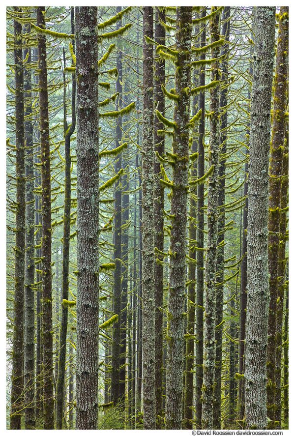 Density, Capitol State Forest, Washington State