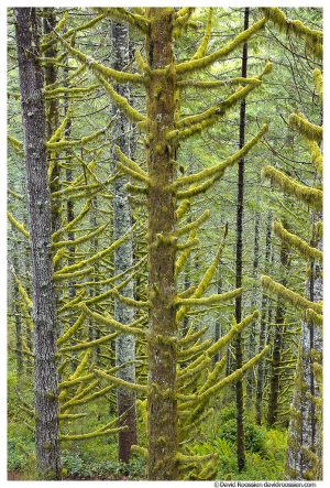 Dark Sapling, Capitol State Forest, Washington State