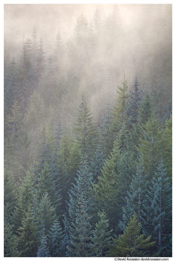 Misty Blue and Green Pine, Capitol State Forest, Washington State