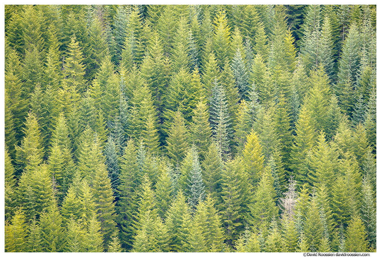 White River Valley Trees, Snoquera, Washington State
