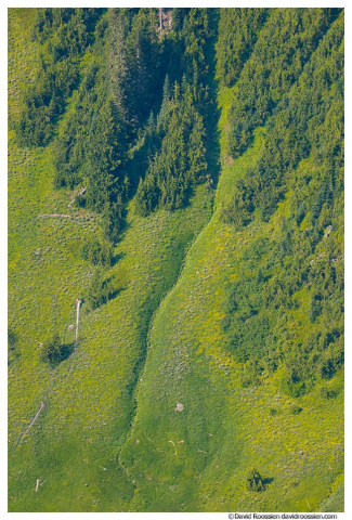 Lush Slope Of Green Mountain, Central Cascades