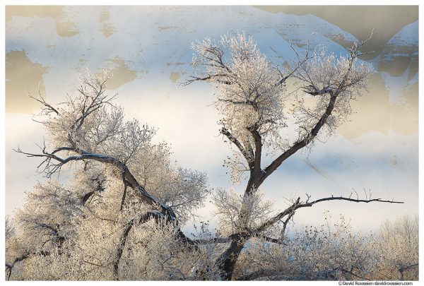 Freezing Fog and Frost Covered Cottonwoods, Caineville, Utah